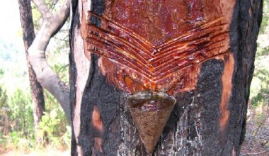 खोटो बेचेर अठार लाख बढी आम्दानी