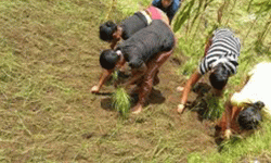 कास्कीको माछापुुच्छ्रेमा कोदो रोपाइँ महोत्सव