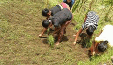 कास्कीको माछापुुच्छ्रेमा कोदो रोपाइँ महोत्सव