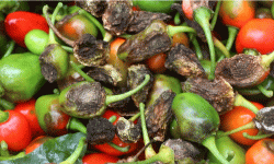 अकबरे खुर्सानीमा रोगको उच्च जोखिम, किसान समस्यामा