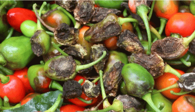 अकबरे खुर्सानीमा रोगको उच्च जोखिम, किसान समस्यामा