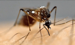 इन्सेफलाइटिस्बाट ११ जनाको मृत्यु ६३ संक्रमित, कसरी सर्छ ?