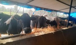 बागलुङमा राजमार्ग केन्द्रित कृषि तथा पशुपालन कार्यक्रम