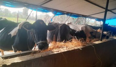 बागलुङमा राजमार्ग केन्द्रित कृषि तथा पशुपालन कार्यक्रम