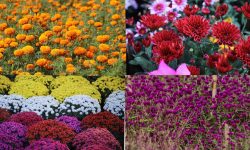 आर्थिक उपार्जन गर्न फूल व्यवसाय