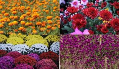 आर्थिक उपार्जन गर्न फूल व्यवसाय