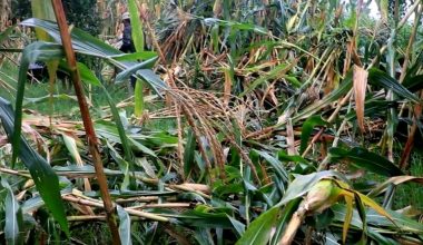 हावाहुरीले मकैबालीमा क्षतिहुँदा किसान चिन्तित