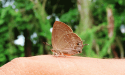 चितवनमा दुर्लभ पुतली ‘सिल्वर स्ट्रिकेड एकासिया ब्लु’ अभिलेख