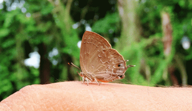 चितवनमा दुर्लभ पुतली ‘सिल्वर स्ट्रिकेड एकासिया ब्लु’ अभिलेख