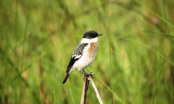 शुक्लाफाँटामा विश्वकै दुर्लभ १९ प्रजातिका चरा