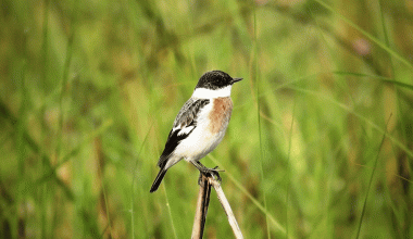शुक्लाफाँटामा विश्वकै दुर्लभ १९ प्रजातिका चरा