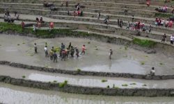 देशभर ९१ प्रतिशत धान रोपाइँ