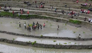 देशभर ९१ प्रतिशत धान रोपाइँ