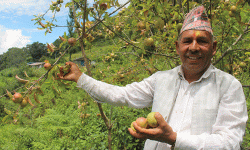 गाजनेमा स्याउ उत्पादन हुन थालेपछि कृषक उत्साहित
