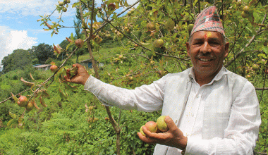 गाजनेमा स्याउ उत्पादन हुन थालेपछि कृषक उत्साहित