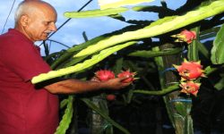 सेवा निवृत्तिपछि ड्रागन खेतीमा रमाउँदै त्रिपाठी