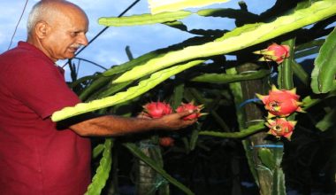 सेवा निवृत्तिपछि ड्रागन खेतीमा रमाउँदै त्रिपाठी