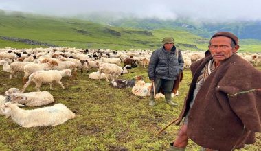 भेडी गोठाला भन्छन्– सरकारले एउटा न्यानो ज्याकेट दिए पनि लाउने थियौँ