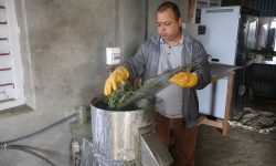 तेह्रथुममा सिस्नो प्रशोधन सुरु, सुपरमार्केटहरूको माग धान्नै मुस्किल