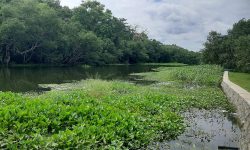 जैविक विविधता जोगाउन प्यारा तालको संरक्षण गरिँदै