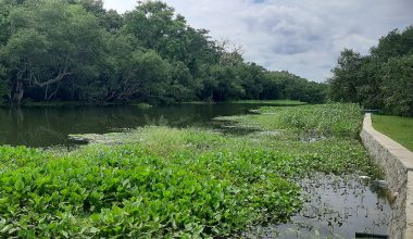 जैविक विविधता जोगाउन प्यारा तालको संरक्षण गरिँदै
