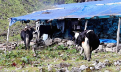 जलवायु परिवर्तनले चौँरीपालन व्यवसाय सङ्कटमा