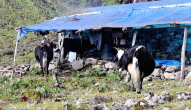 जलवायु परिवर्तनले चौँरीपालन व्यवसाय सङ्कटमा