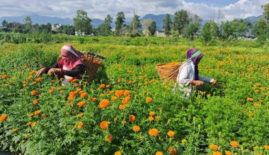 बेमौसमी फूलखेती गरेर १५ लाख आम्दानी