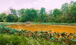 उपभोक्ताको आयआर्जनमा टेवा पुर्याउन पुरैनातालमा माछापालन