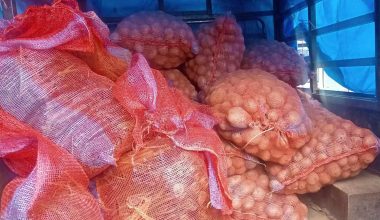 भोजपुरका किसानको आम्दानीको स्रोत अर्ग्यानिक आलु