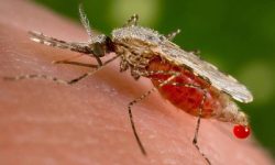 चितवनमा ६ जनामा औलो रोगको सङ्क्रमण