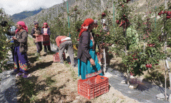 मुस्ताङमा ‘हाइब्रिड’ स्याउ उत्पादनमा वृद्धि