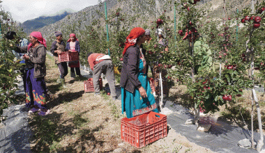 मुस्ताङमा ‘हाइब्रिड’ स्याउ उत्पादनमा वृद्धि