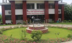 लक्ष्यभन्दा बढी बाख्रा उत्पादन गर्दै राष्ट्रिय बाख्रा अनुसन्धान केन्द्र