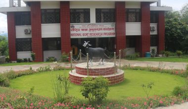 लक्ष्यभन्दा बढी बाख्रा उत्पादन गर्दै राष्ट्रिय बाख्रा अनुसन्धान केन्द्र