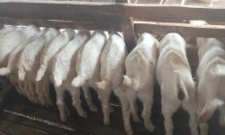 विदेशको अनुभव, स्वदेशमा उपयोग