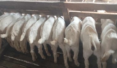 विदेशको अनुभव, स्वदेशमा उपयोग