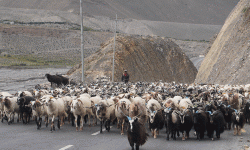 दसैँका लागि तेह्र हजार बढी भेडाच्याङ्ग्रा मुस्ताङ हुँदै अन्य जिल्ला पठाइयो