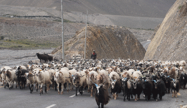 दसैँका लागि तेह्र हजार बढी भेडाच्याङ्ग्रा मुस्ताङ हुँदै अन्य जिल्ला पठाइयो