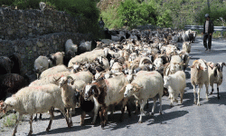 यस वर्ष सस्तियो भेडाच्याङग्राको मूल्य