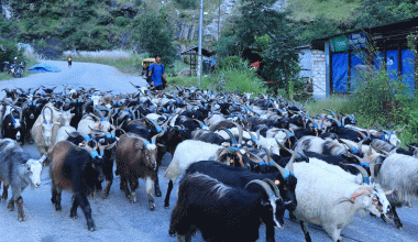 बजार झरे लेकाली भेडाच्याङ्ग्रा