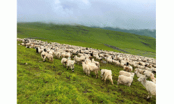 दसैँ सुरु भएसँगै बेसी झर्न थाले भेडीगोठ