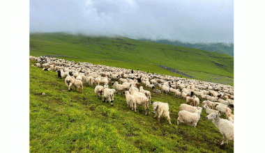 दसैँ सुरु भएसँगै बेसी झर्न थाले भेडीगोठ