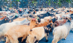 लेकका च्याङ्ग्रा सहरमा