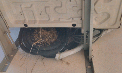 बासस्थान खलबलिँदा चराको सङ्ख्या घट्ने चिन्ता