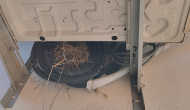 बासस्थान खलबलिँदा चराको सङ्ख्या घट्ने चिन्ता