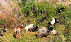 बागलुङमा मुस्ताङी च्याङ्ग्राको आयातमा कमी