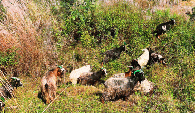 बागलुङमा मुस्ताङी च्याङ्ग्राको आयातमा कमी