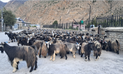 मुस्ताङबाट ३५ करोडभन्दा बढी मूल्यका भेडाच्याङ्ग्रा निकासी