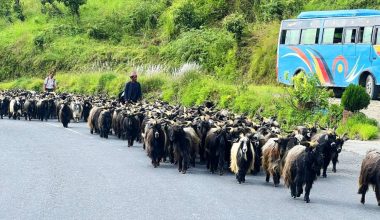 हिमाली च्याङ्ग्रा पहाड र तराईका मुख्य बजारमा